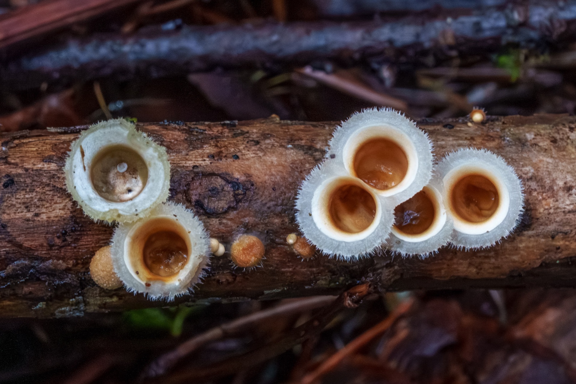 Eyelash cup fungi on a twig, overhead view